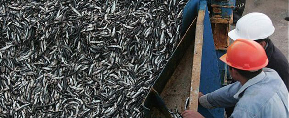 anchoveta-peru21